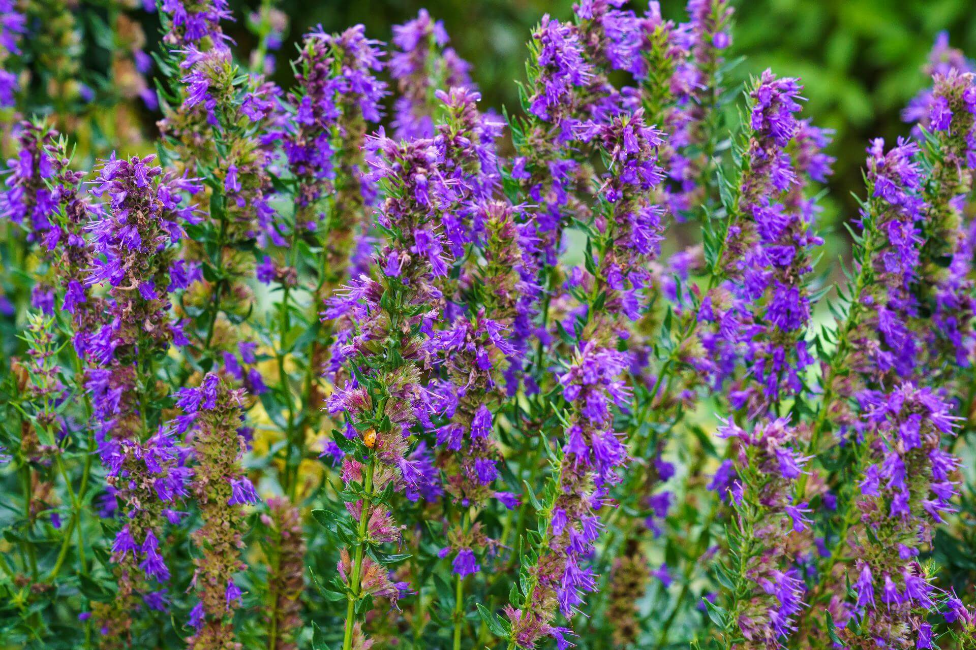 Ysop / Hyssopus officinalis