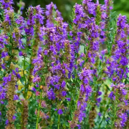 Foto von Ysop (Hyssopus officinalis)