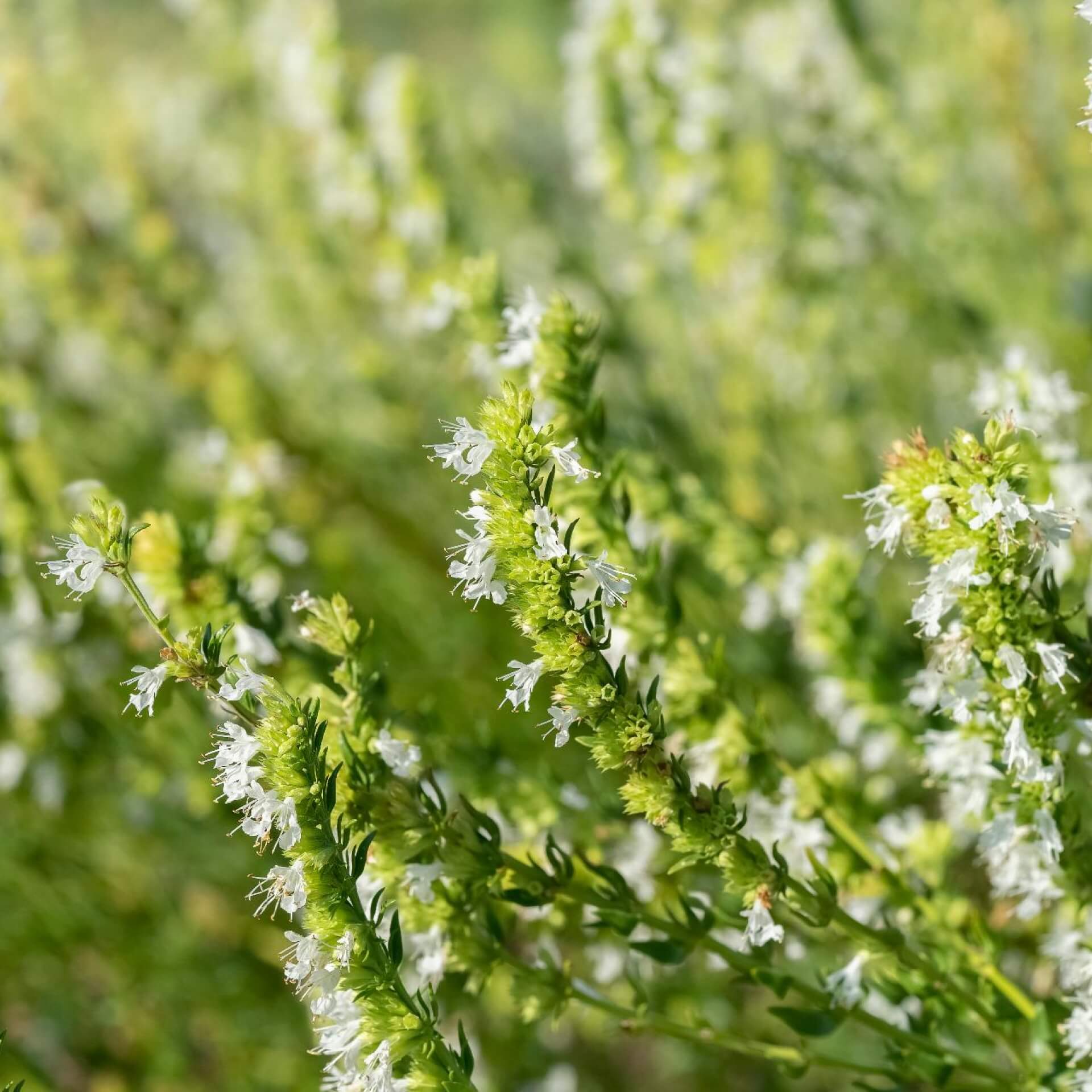 Weißblühender Ysop 'Alba' (Hyssopus officinalis 'Alba')