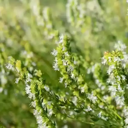 Foto von Weißblühender Ysop 'Alba' (Hyssopus officinalis 'Alba')