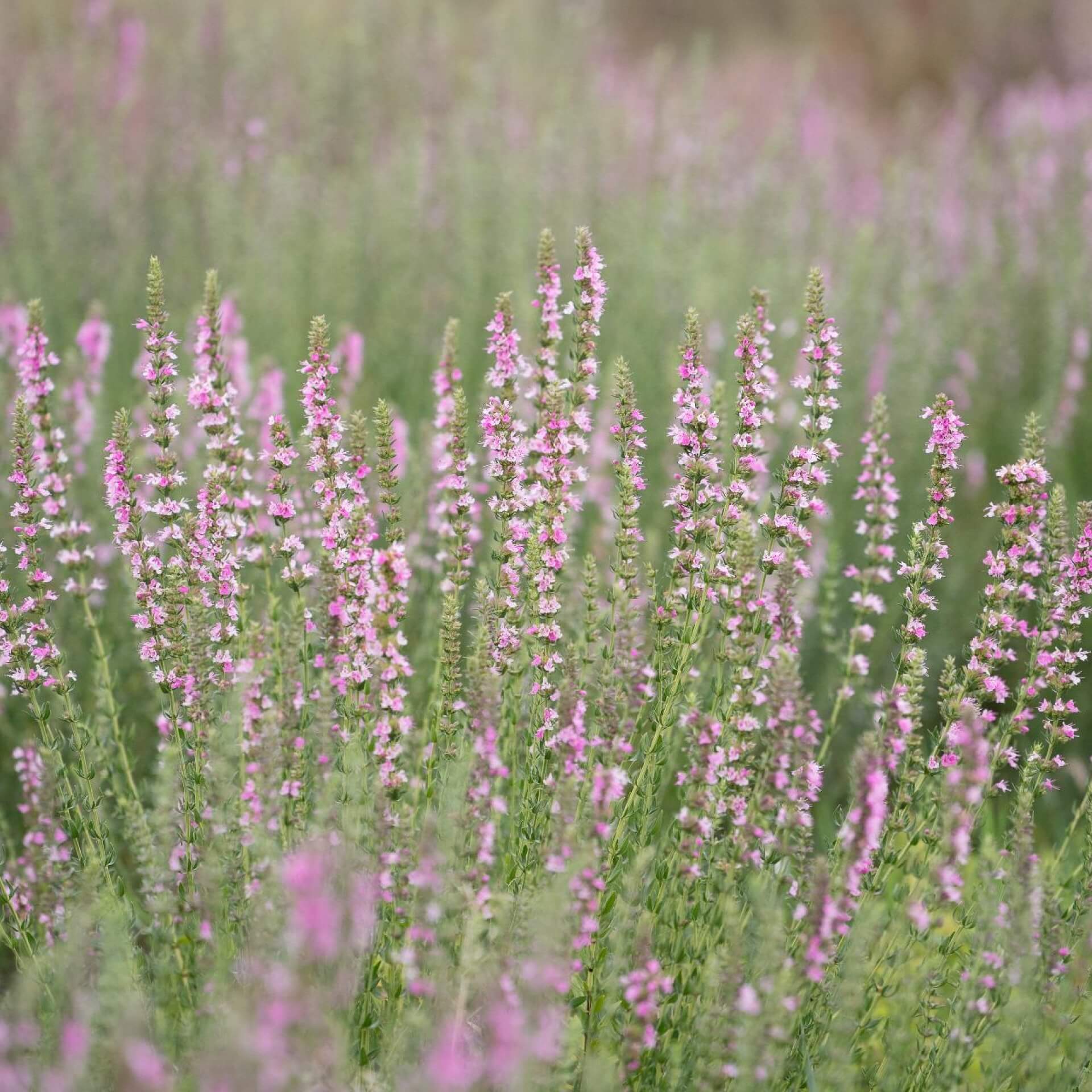 Rosablühender Ysop 'Roseus' (Hyssopus officinalis 'Roseus')