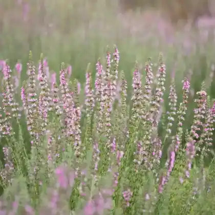 Foto von Rosablühender Ysop 'Roseus' (Hyssopus officinalis 'Roseus')