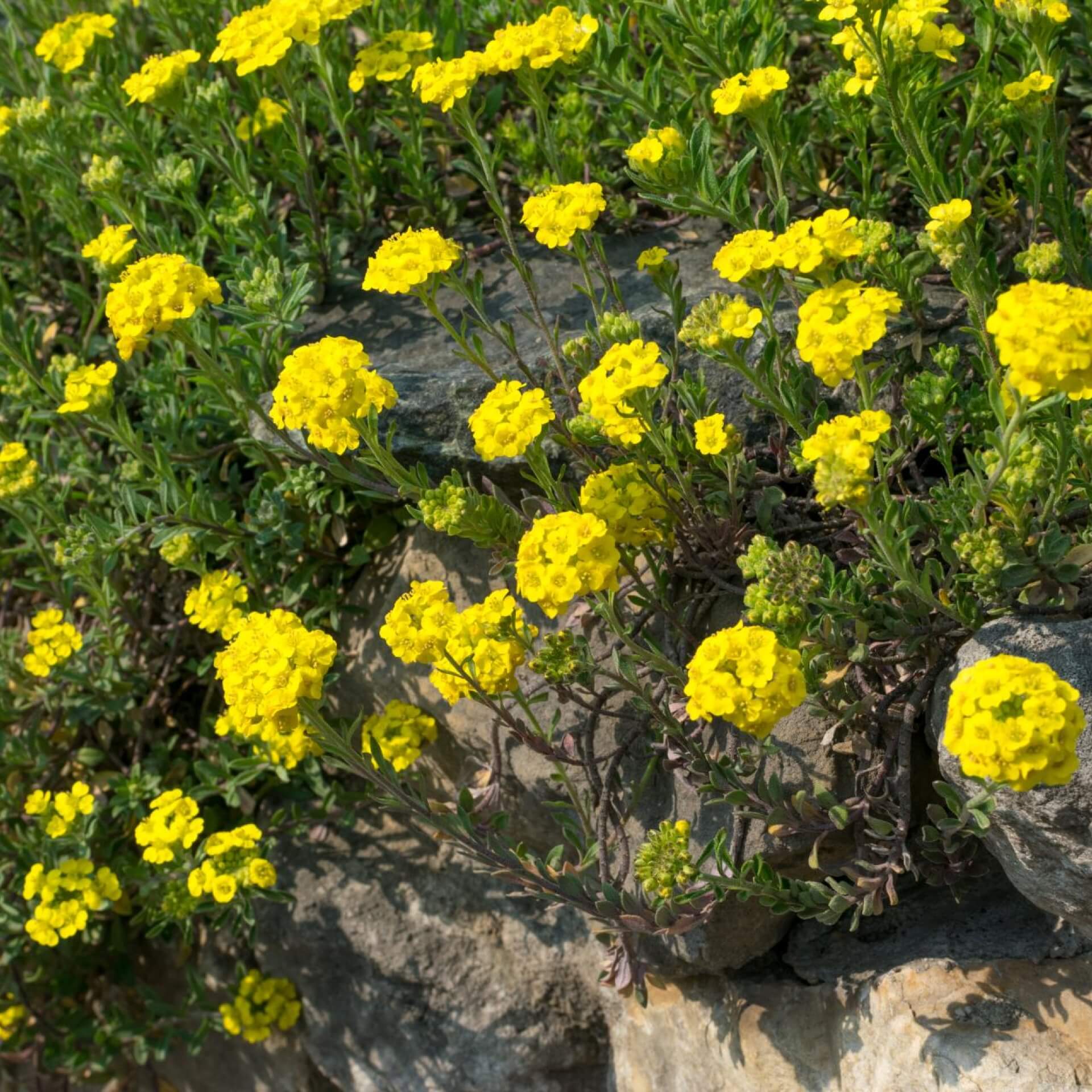 Kriechendes Steinkraut (Alyssum repens)