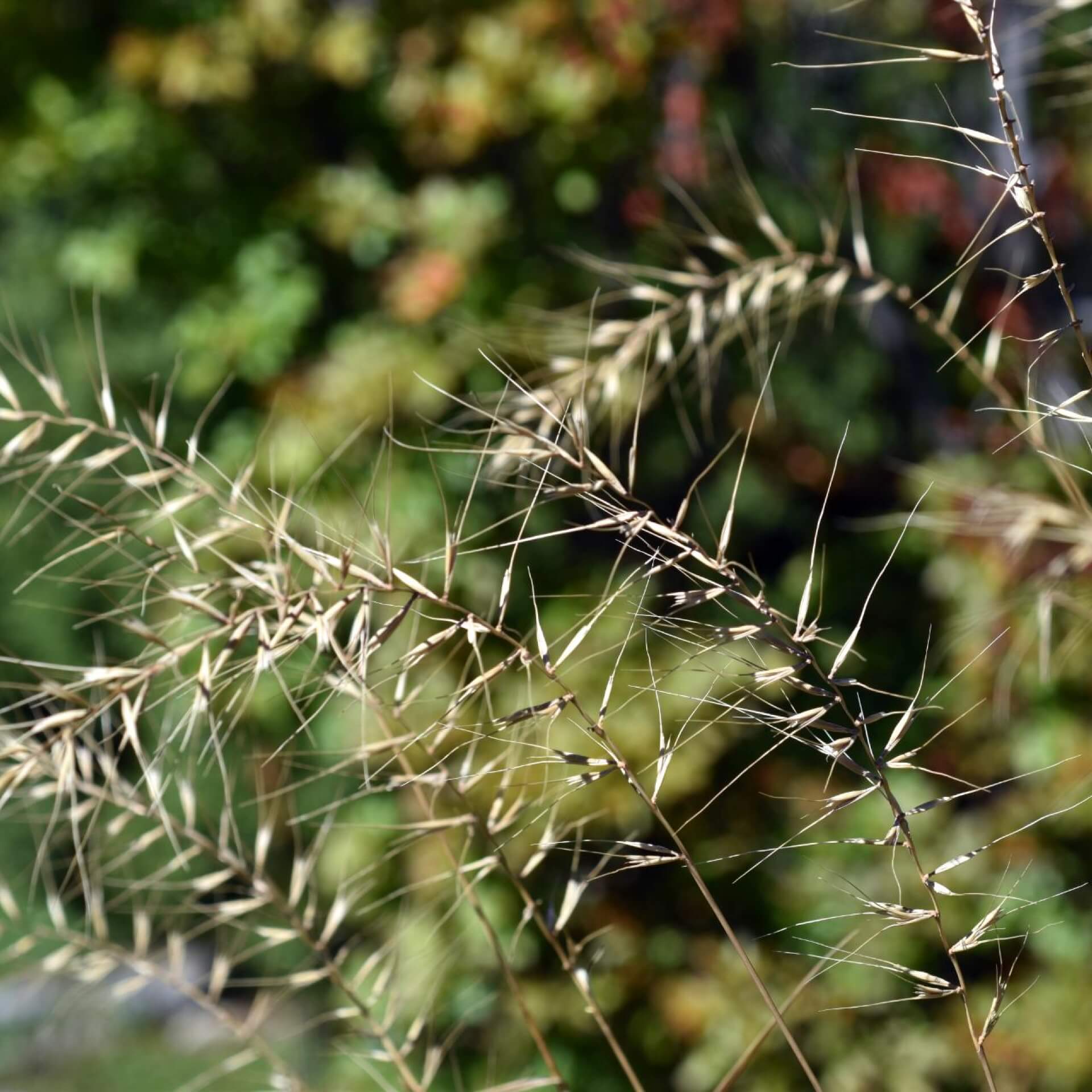 Flaschenbürstengras (Hystrix patula)