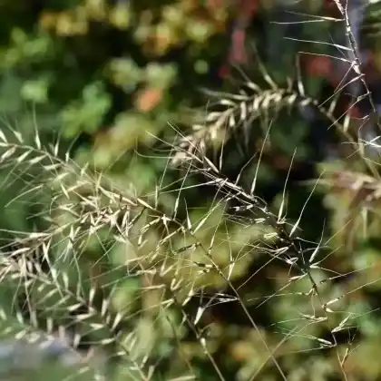 Foto von Flaschenbürstengras (Hystrix patula)