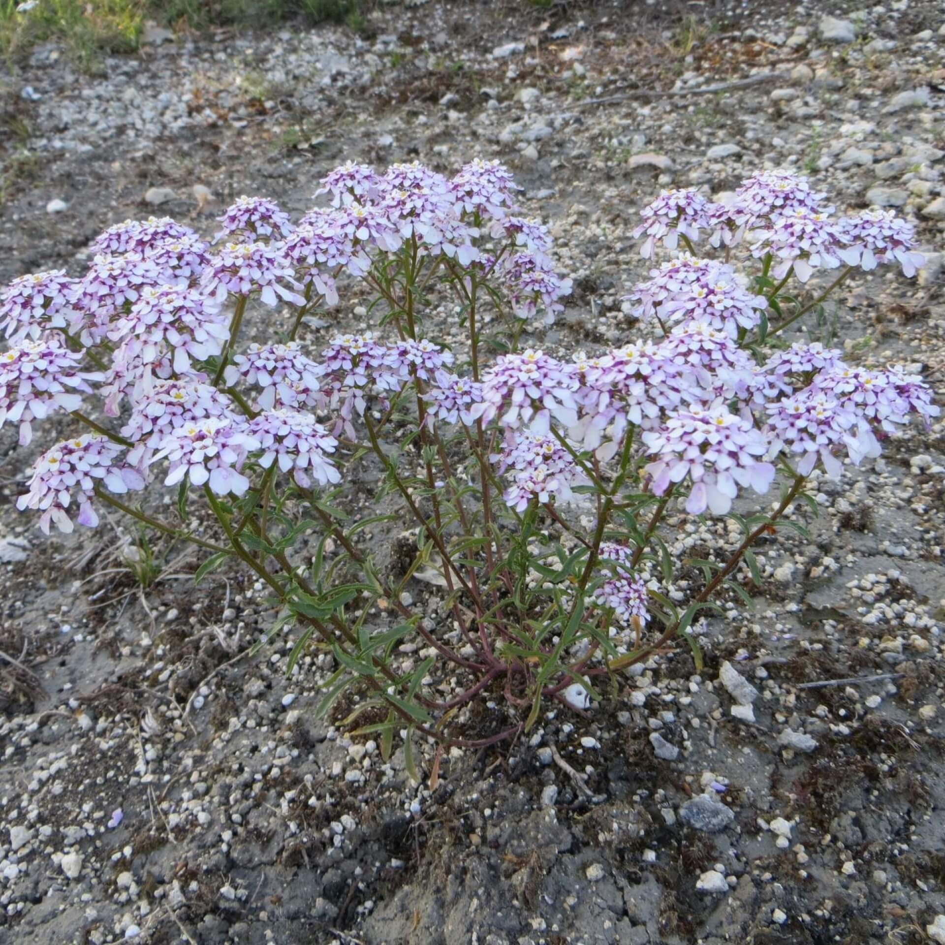 Bittere Schleifenblume (Iberis amara)