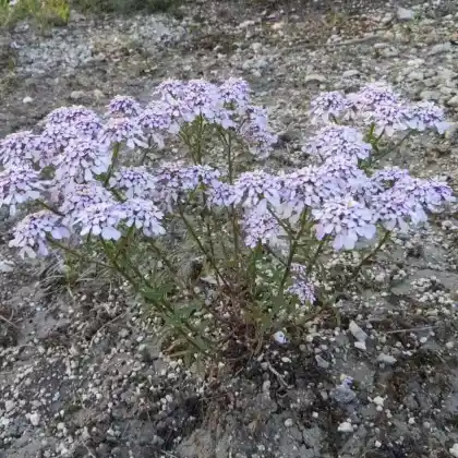 Foto von Bittere Schleifenblume (Iberis amara)