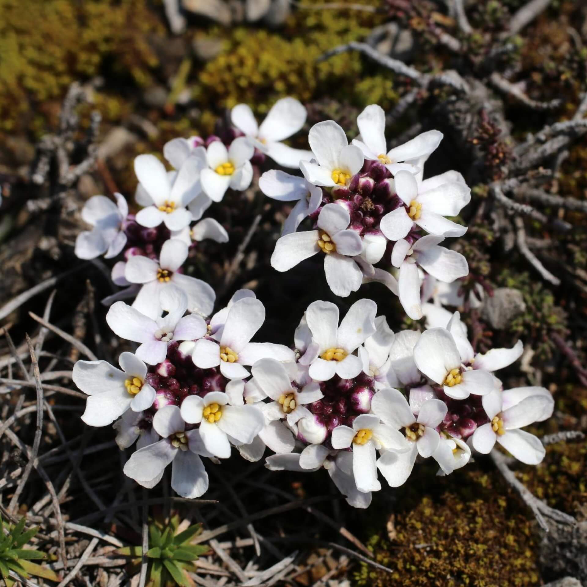 Felsen-Schleifenblume (Iberis saxatilis)