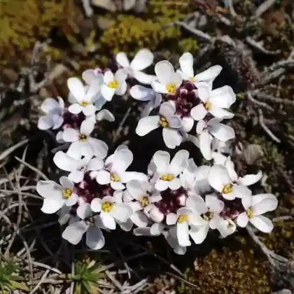 Foto von Felsen-Schleifenblume (Iberis saxatilis)