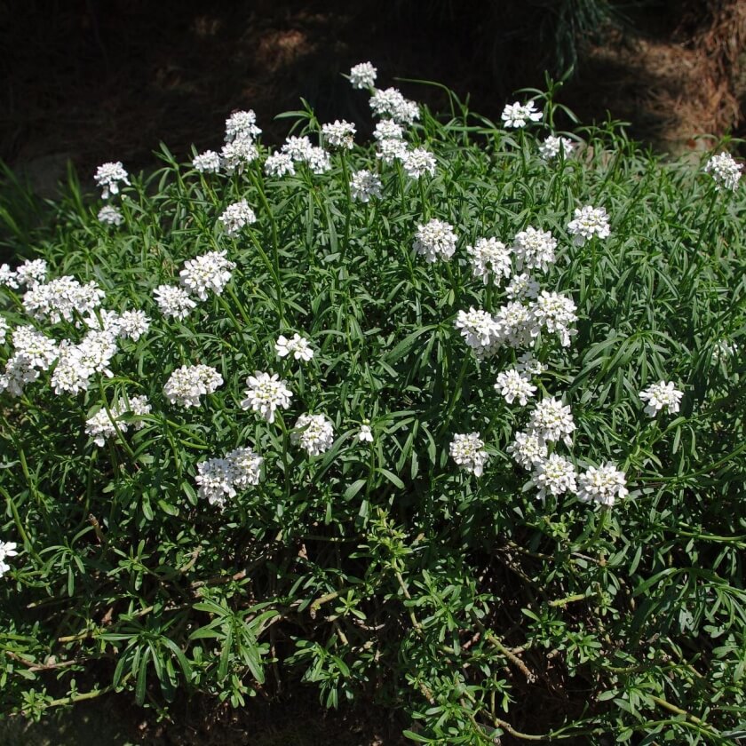 Immergrüne Schleifenblume / Iberis sempervirens