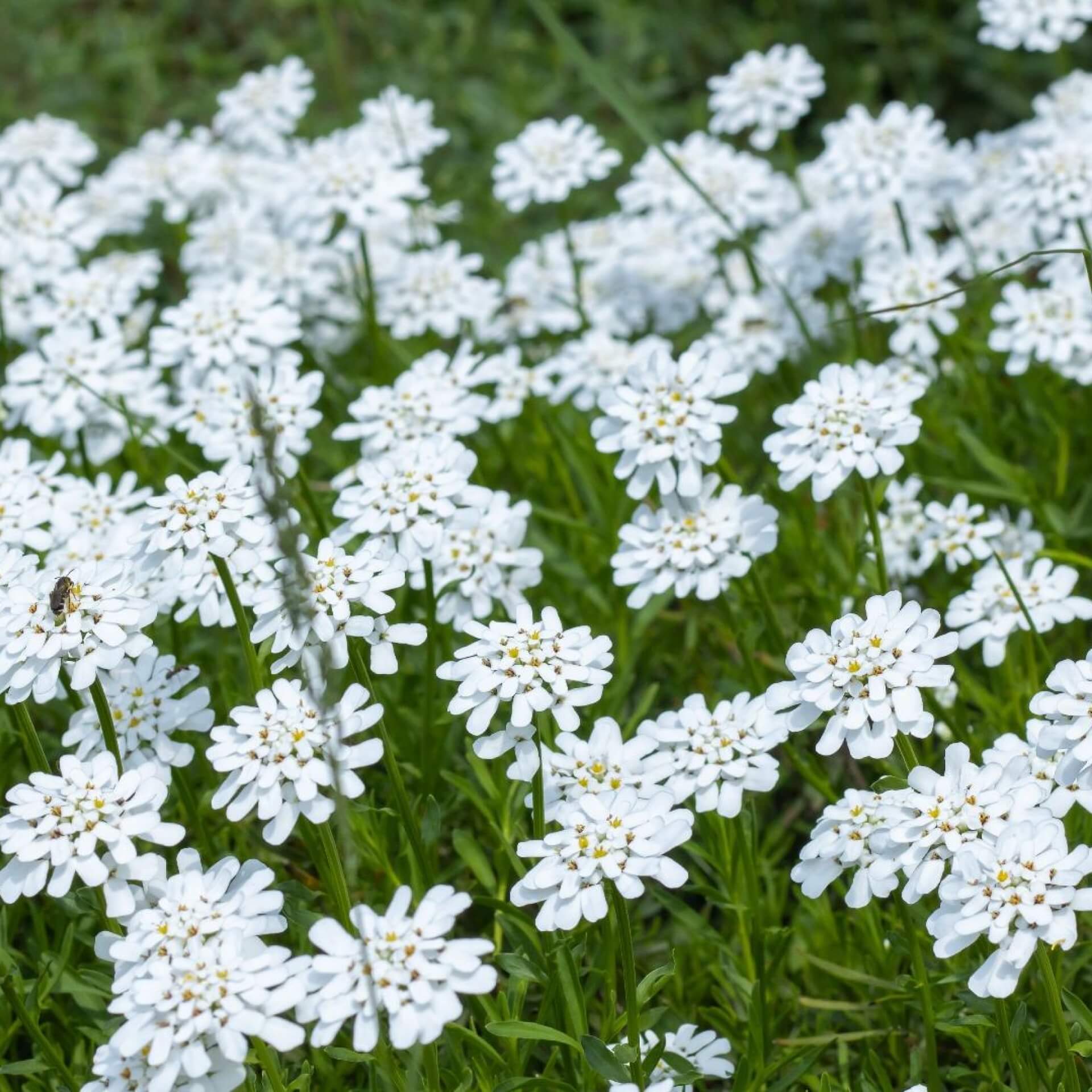 Immergrüne Schleifenblume (Iberis sempervirens)