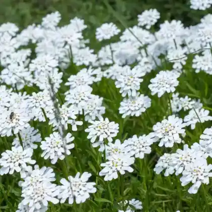 Foto von Immergrüne Schleifenblume (Iberis sempervirens)