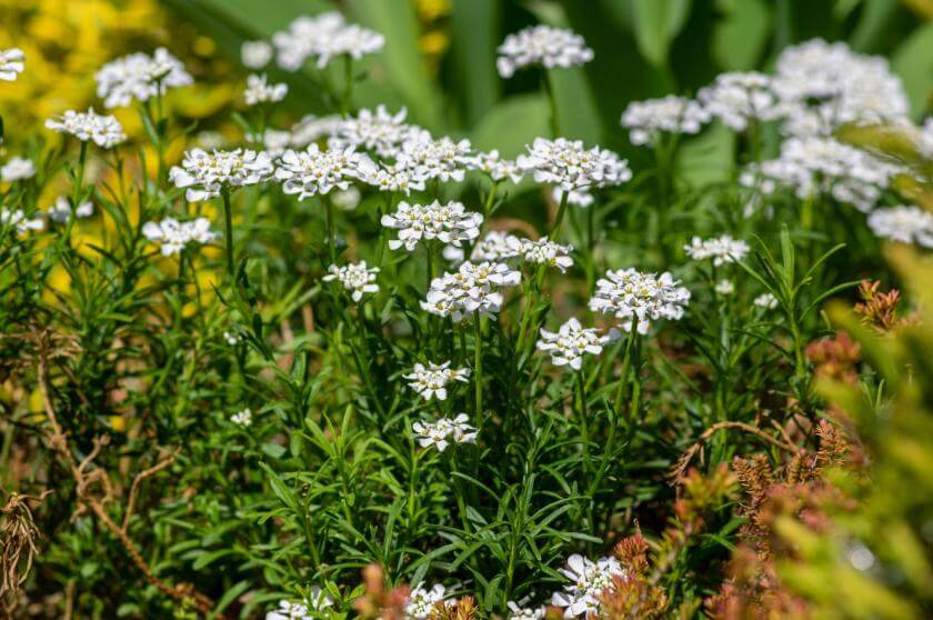 Immergrüne Schleifenblume / Iberis sempervirens