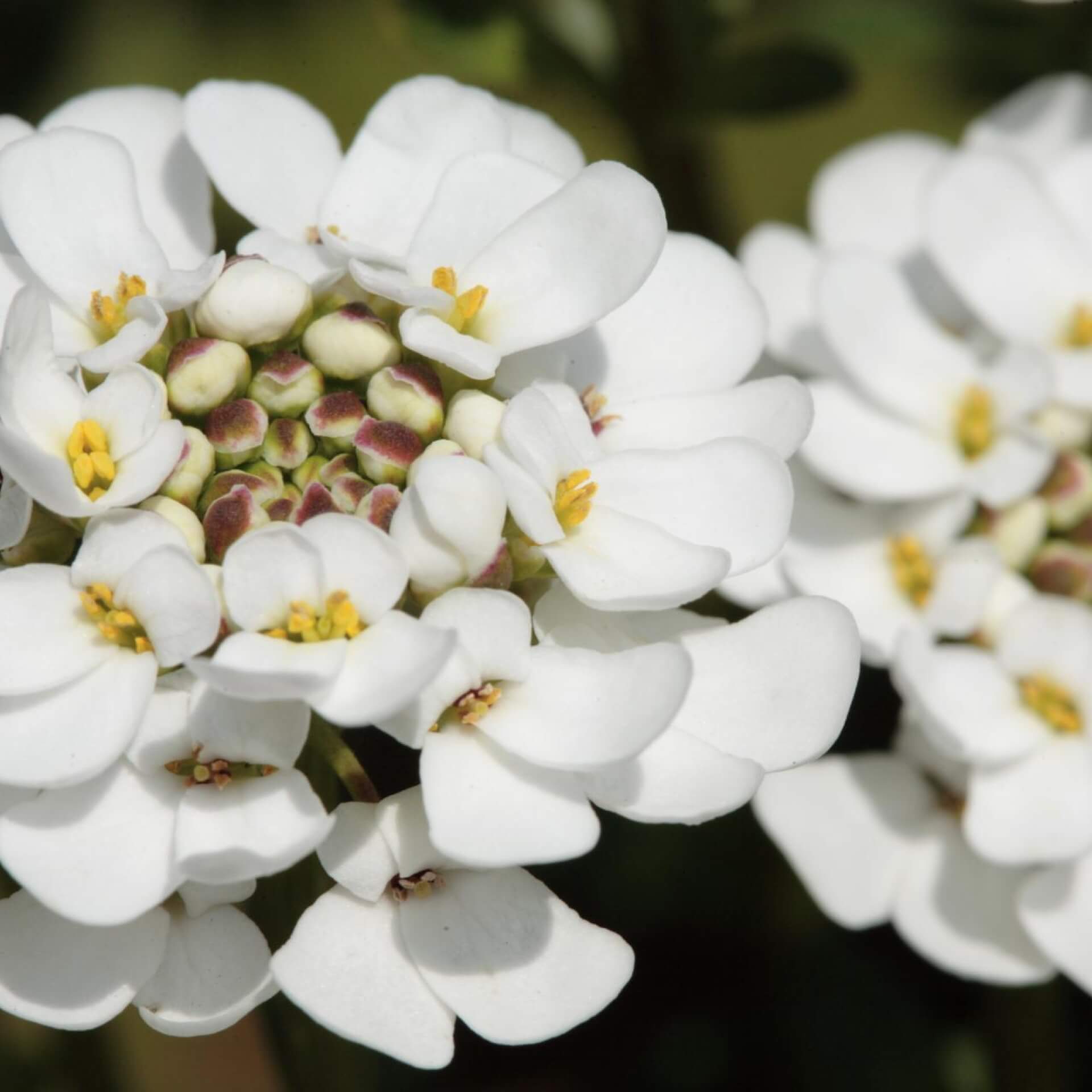 Immergrüne Schleifenblume 'Findel' (Iberis sempervirens 'Findel')