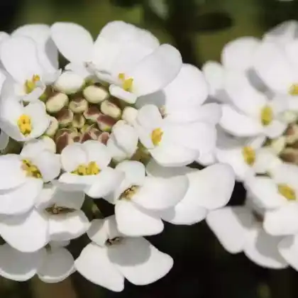 Foto von Immergrüne Schleifenblume 'Findel' (Iberis sempervirens 'Findel')