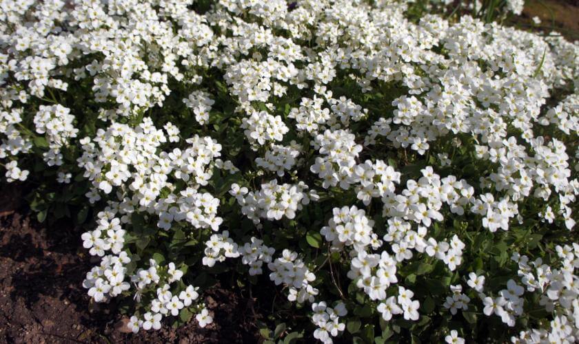 Immergrüne Schleifenblume 'Findel' / Iberis sempervirens 'Findel'