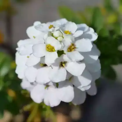 Foto von Immergrüne Schleifenblume 'Snowflake' (Iberis sempervirens 'Snowflake')