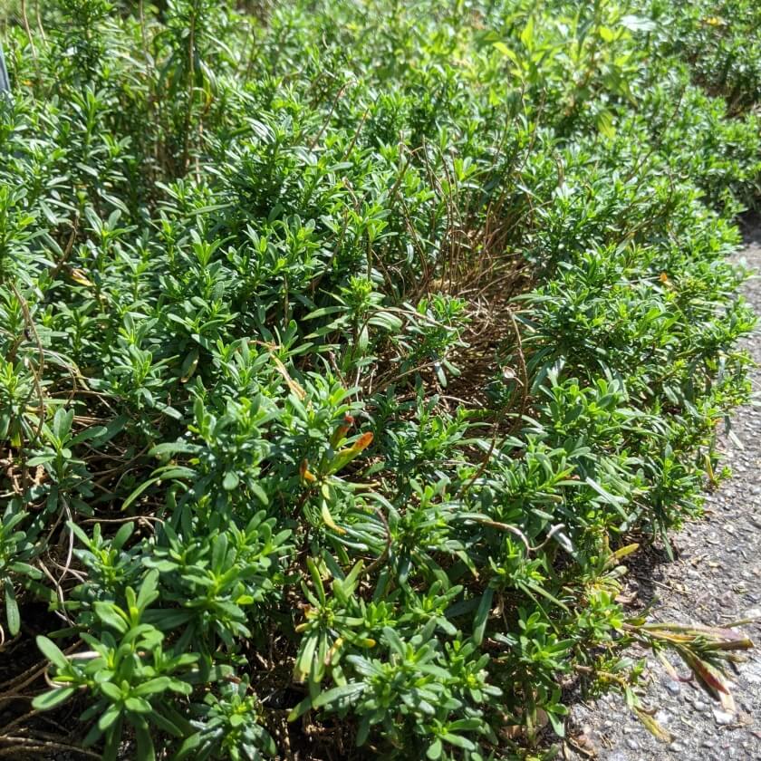 Immergrüne Schleifenblume 'Weißer Zwerg' Expertenwissen für Garten