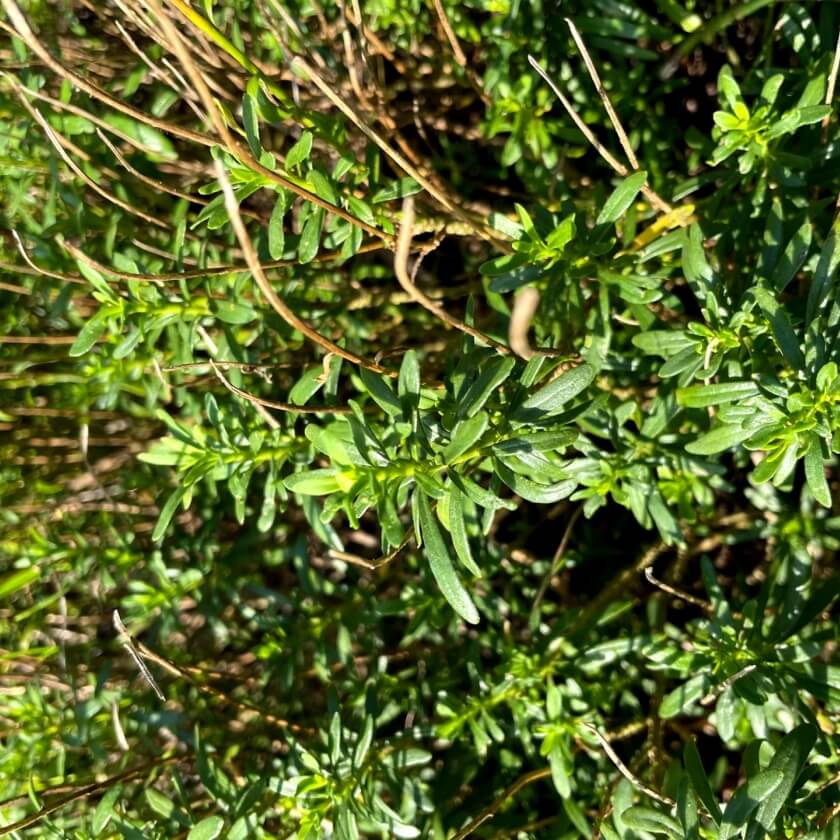 Immergrüne Schleifenblume 'Weißer Zwerg' Expertenwissen für Garten