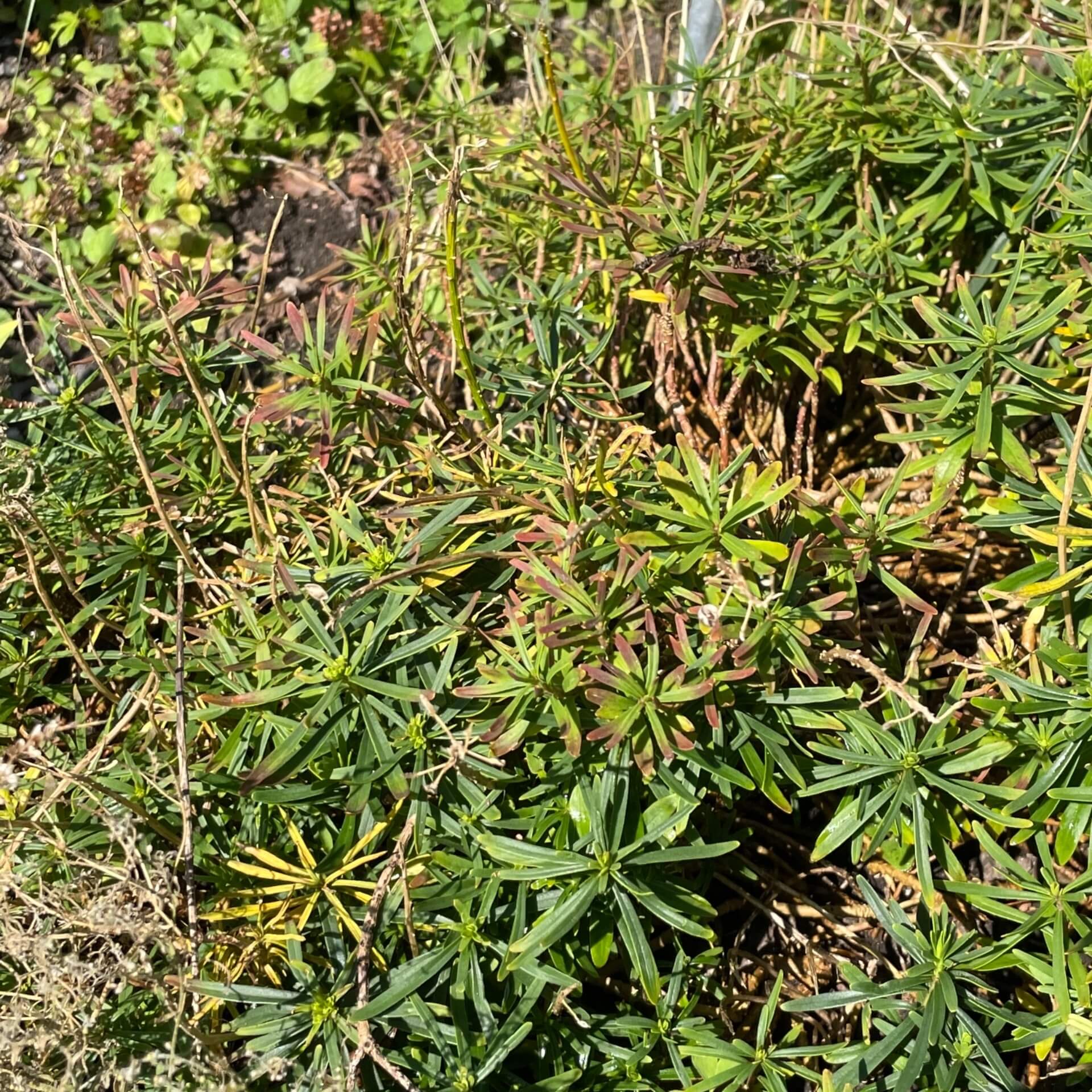 Immergrüne Schleifenblume 'Winterzauber' (Iberis sempervirens 'Winterzauber')