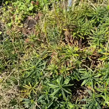 Foto von Immergrüne Schleifenblume 'Winterzauber' (Iberis sempervirens 'Winterzauber')