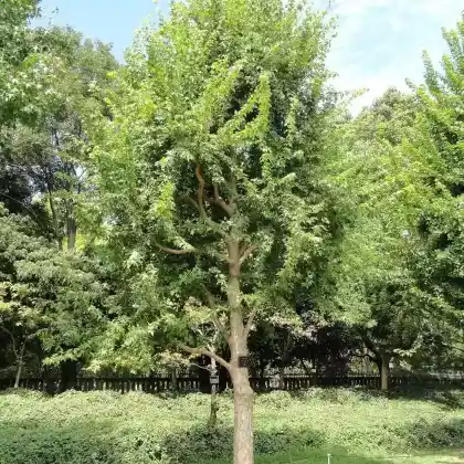 Foto von Dreizähniger Ahorn (Acer buergerianum)