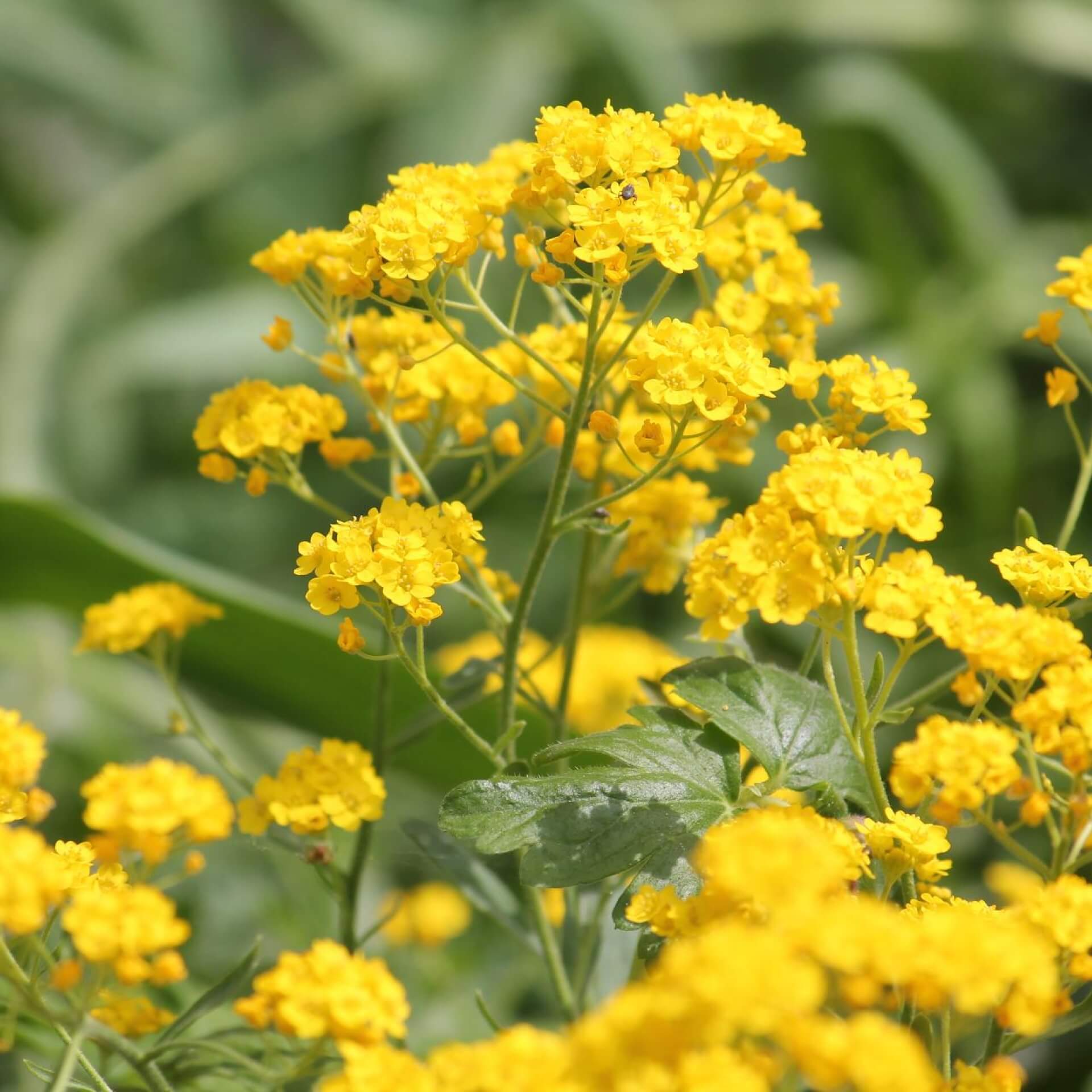 Felsen-Steinkraut (Alyssum saxatile)