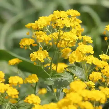 Foto von Felsen-Steinkraut (Alyssum saxatile)