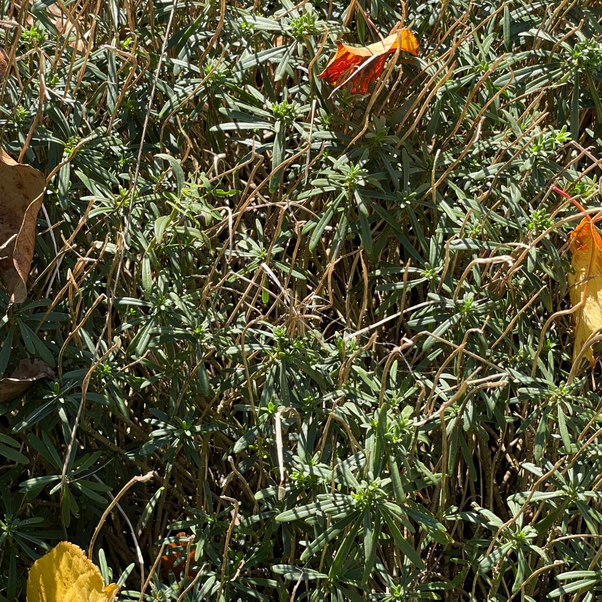 Immergrüne Schleifenblume 'Zwergschneeflocke' Expertenwissen für