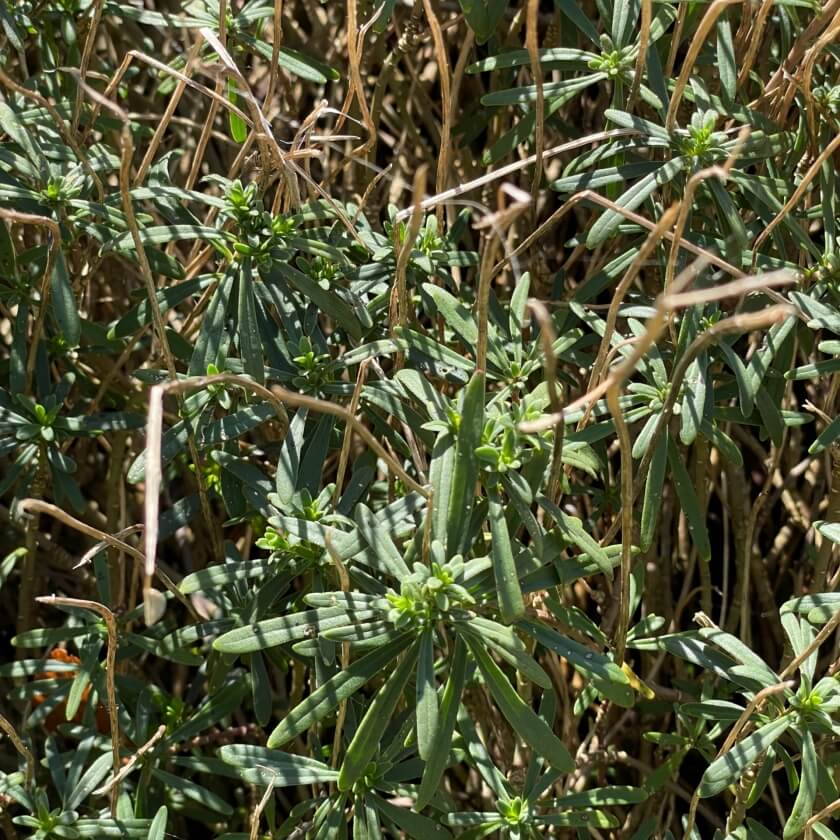 Immergrüne Schleifenblume 'Zwergschneeflocke' Expertenwissen für