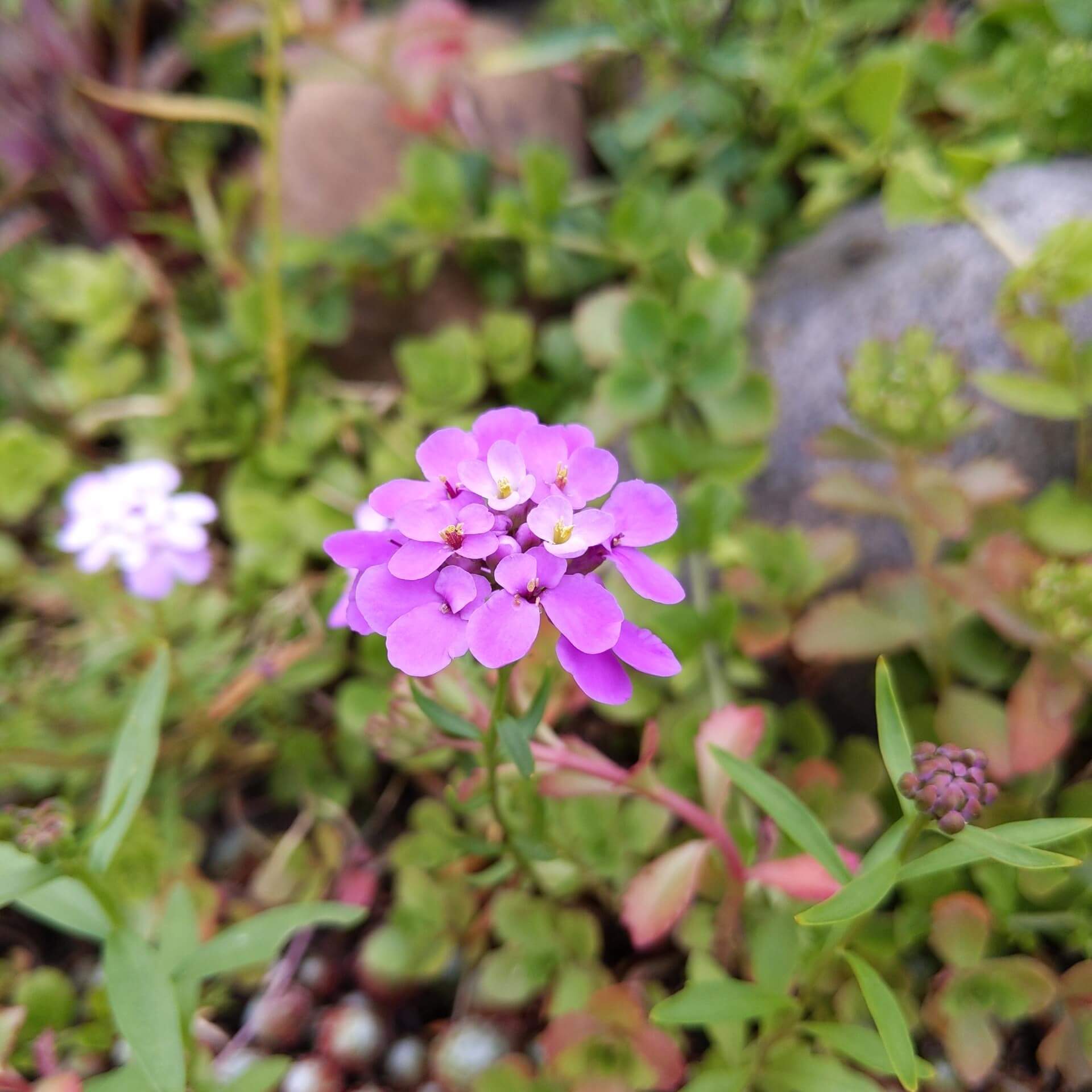 Doldige Schleifenblume (Iberis umbellata)