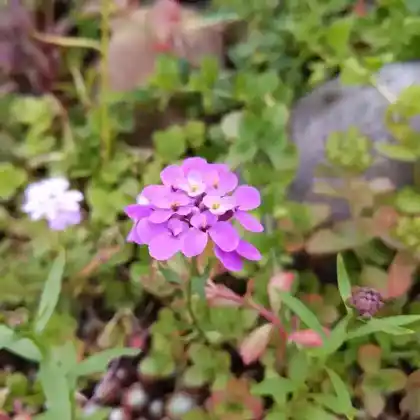 Foto von Doldige Schleifenblume (Iberis umbellata)