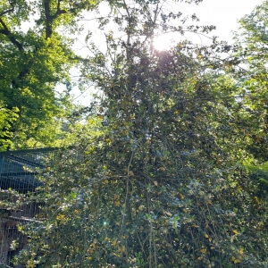 Ilex aquifolium