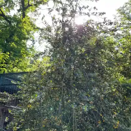 Foto von Europäische Stechpalme (Ilex aquifolium)