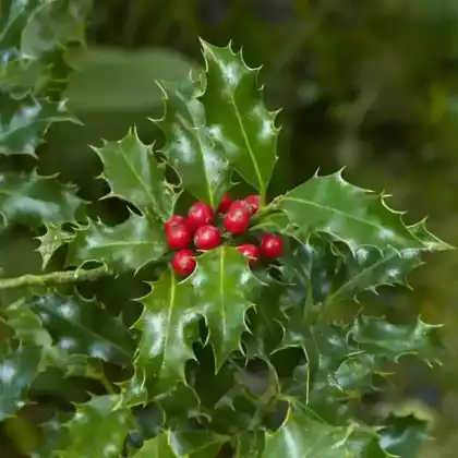 Foto von Stechpalme 'Alaska' (Ilex aquifolium 'Alaska')