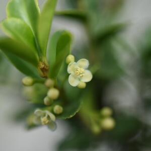 Ilex crenata