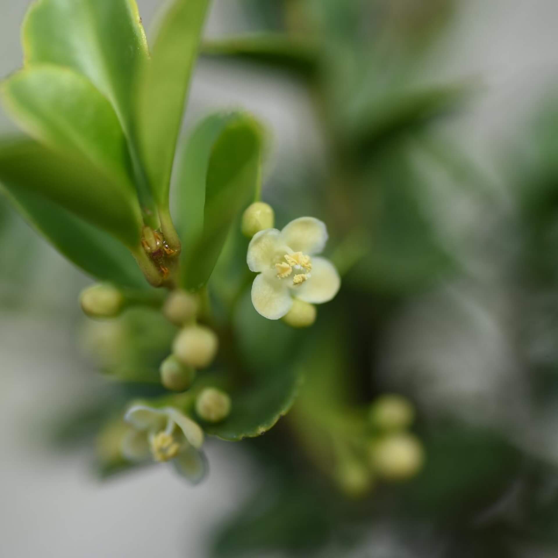 Japanische Stechpalme (Ilex crenata)