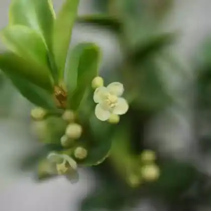Foto von Japanische Stechpalme (Ilex crenata)