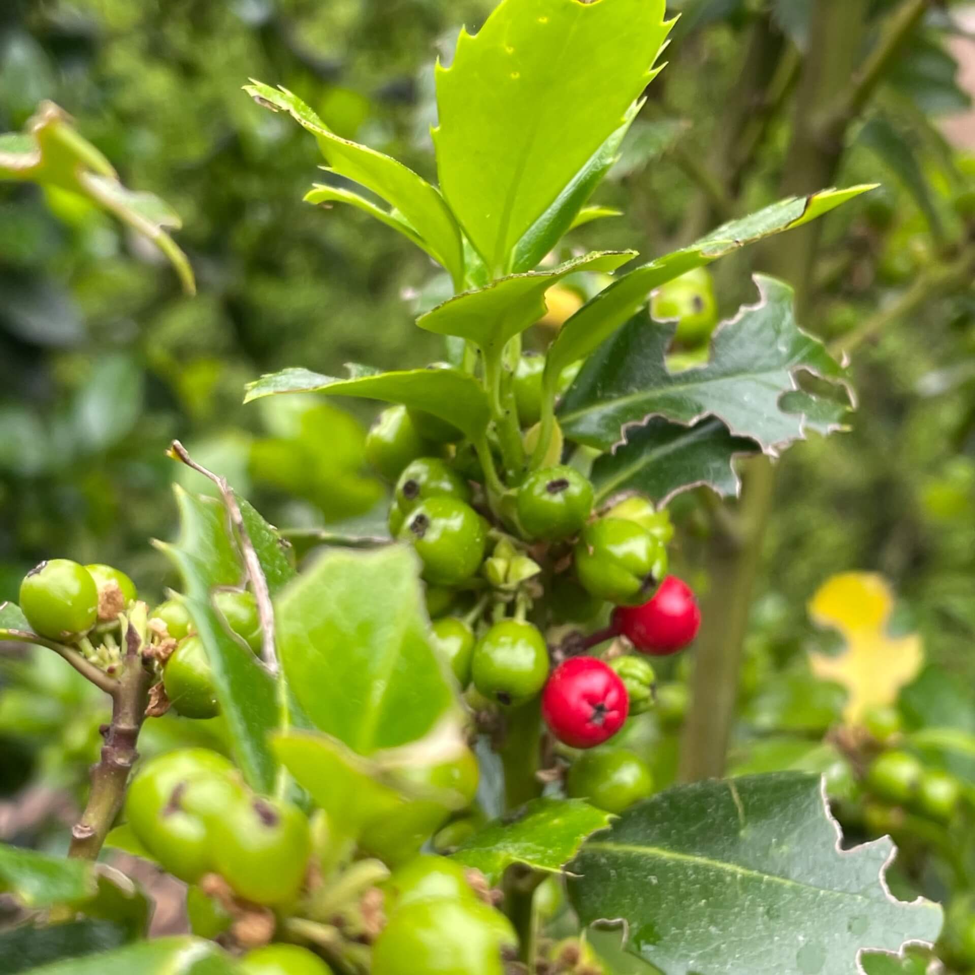 Stechpalme 'Heckenfee' (Ilex meserveae 'Heckenfee')