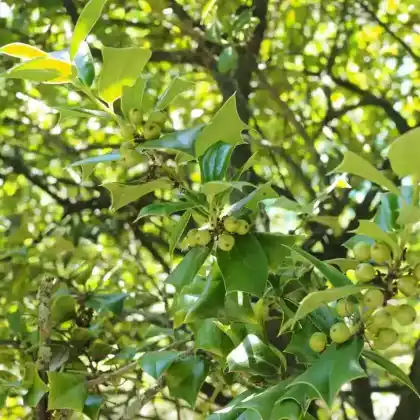 Foto von Rautenblättrige Stechpalme (Ilex pernyi)
