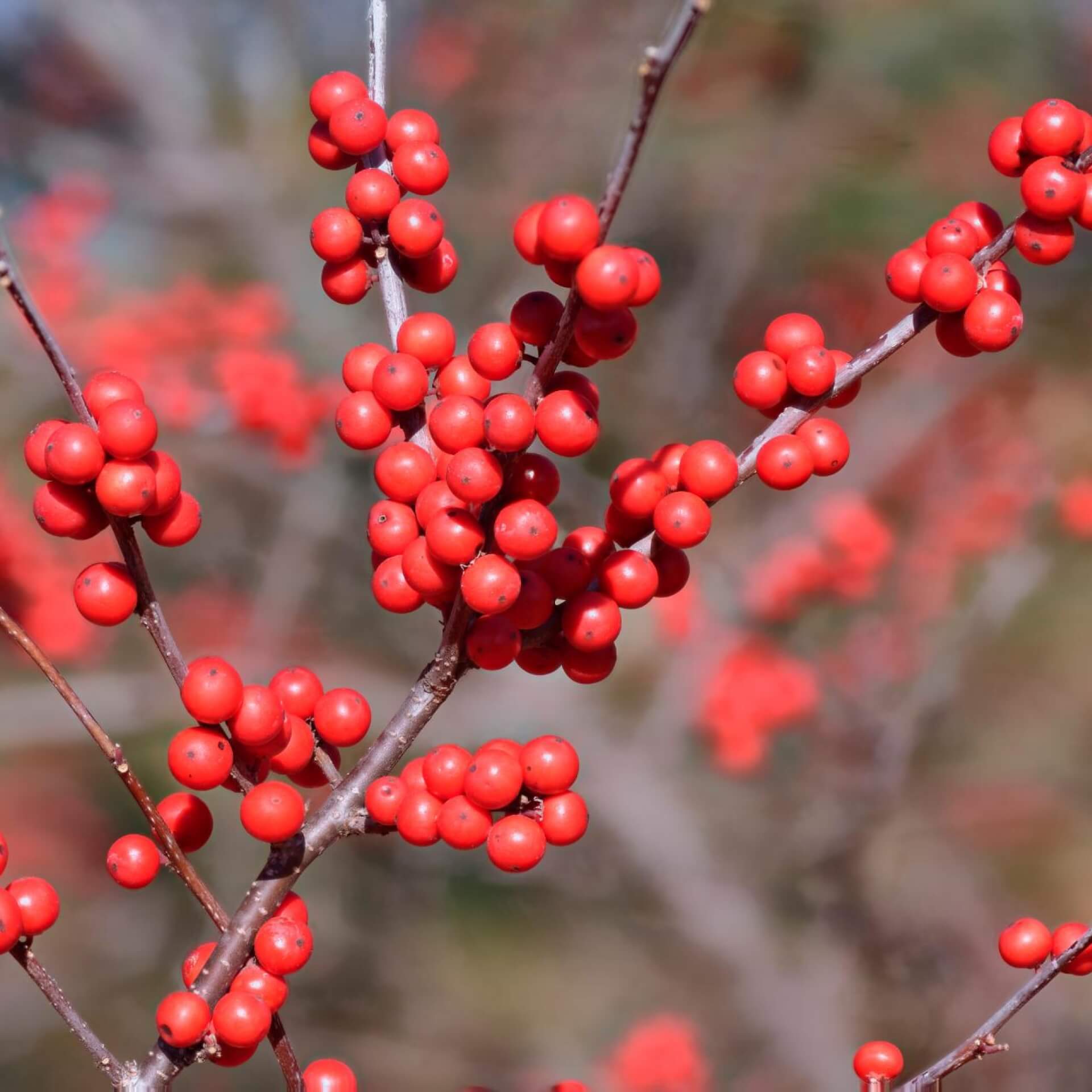 Amerikanische Winterbeere (Ilex verticillata)