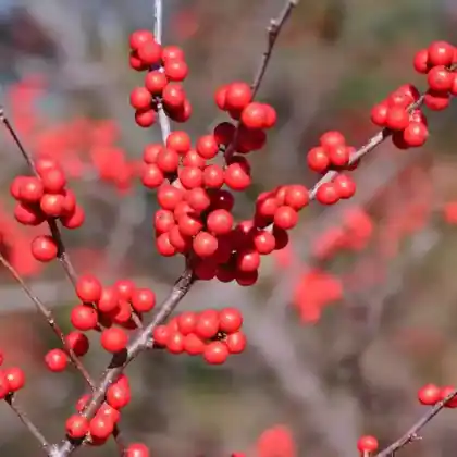 Foto von Amerikanische Winterbeere (Ilex verticillata)