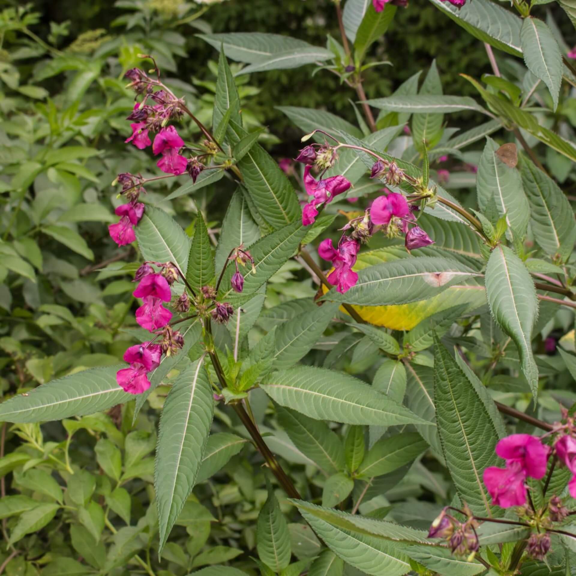 Drüsiges Springkraut (Impatiens glandulifera)