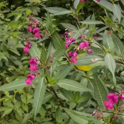 Foto von Drüsiges Springkraut (Impatiens glandulifera)