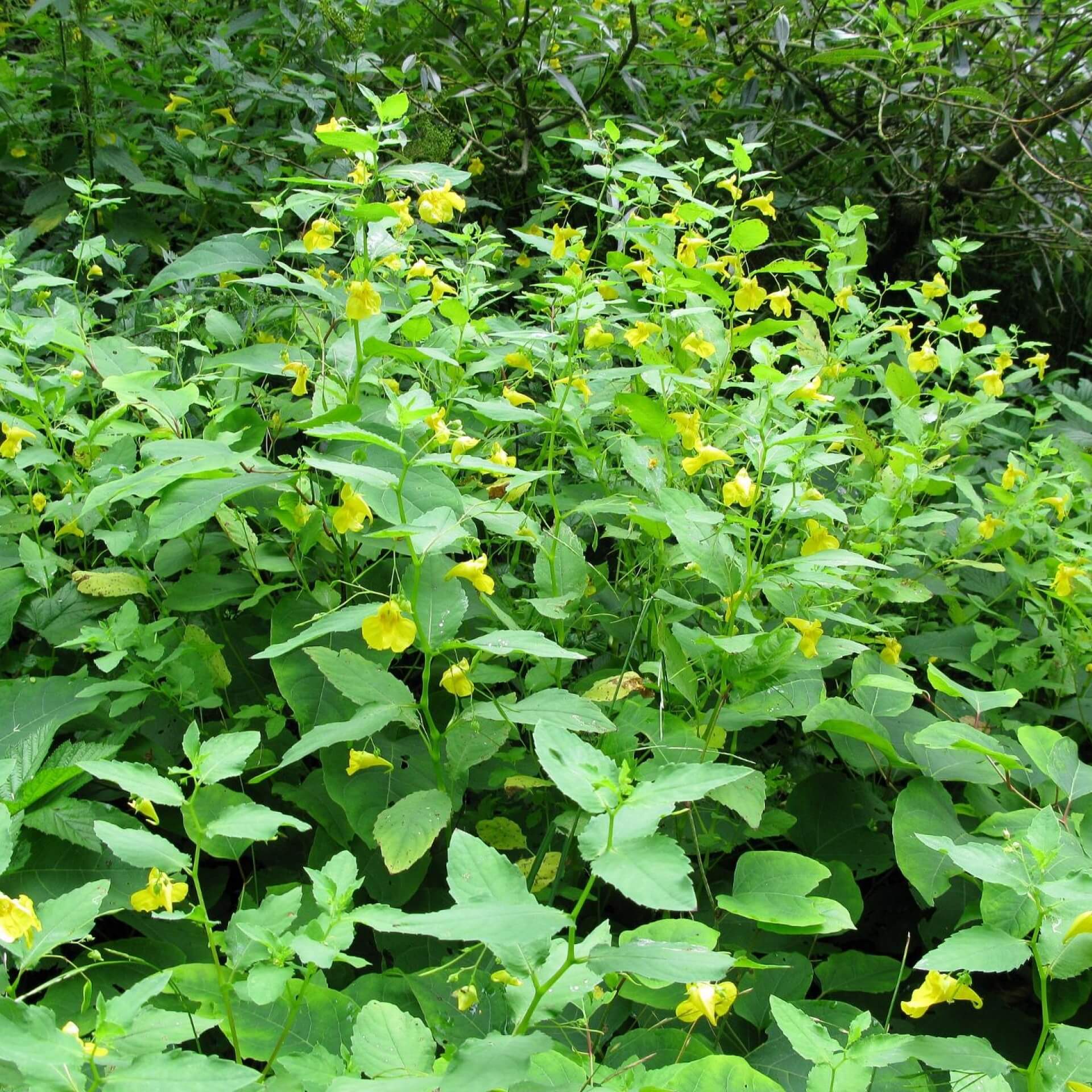 Großes Springkraut (Impatiens noli-tangere)