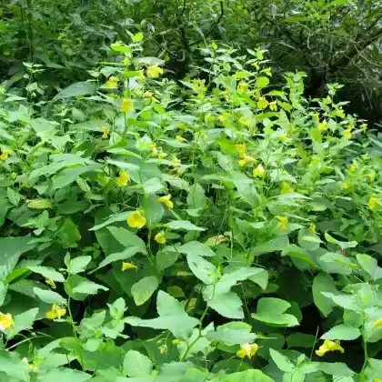 Foto von Großes Springkraut (Impatiens noli-tangere)