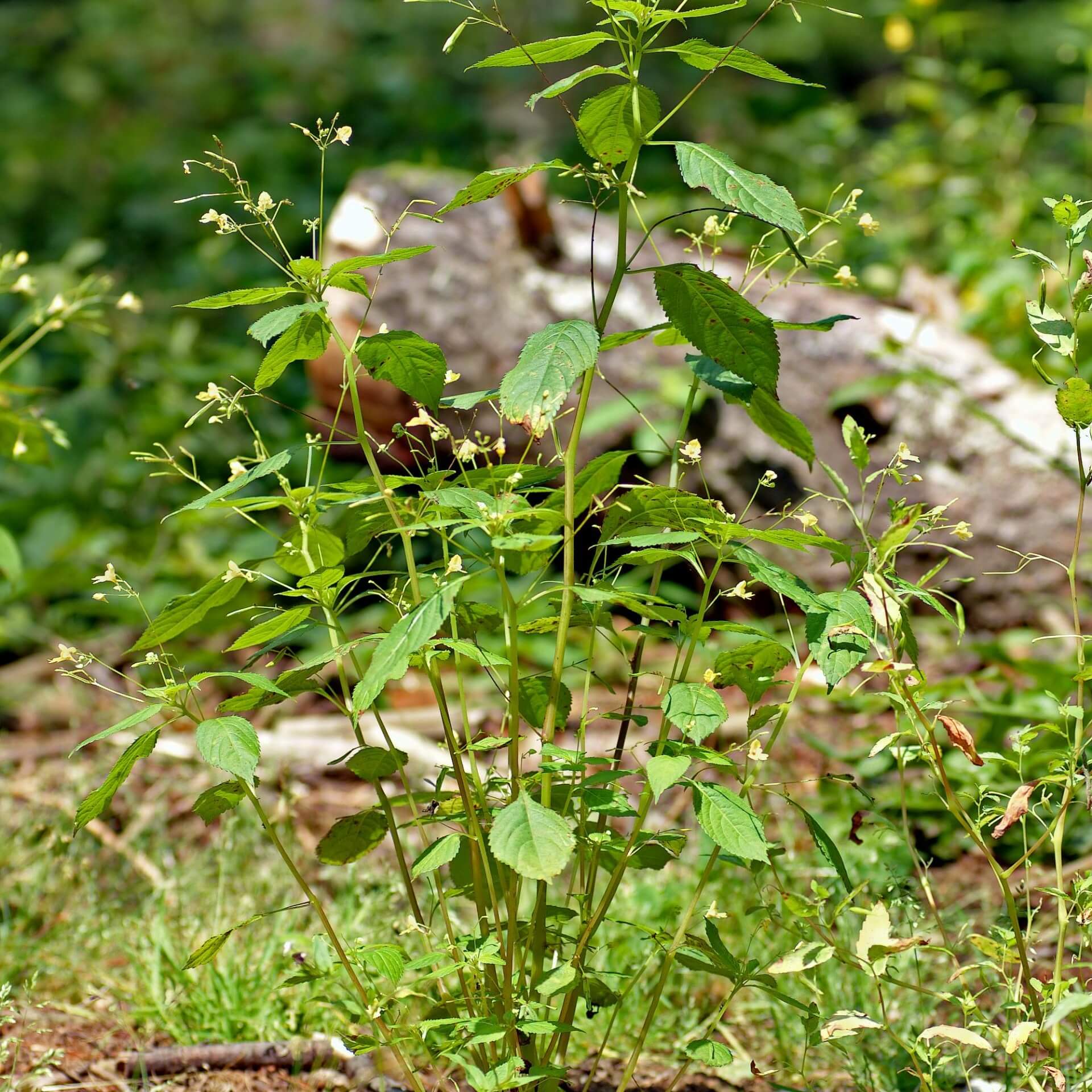 Kleinblütiges Springkraut (Impatiens parviflora)