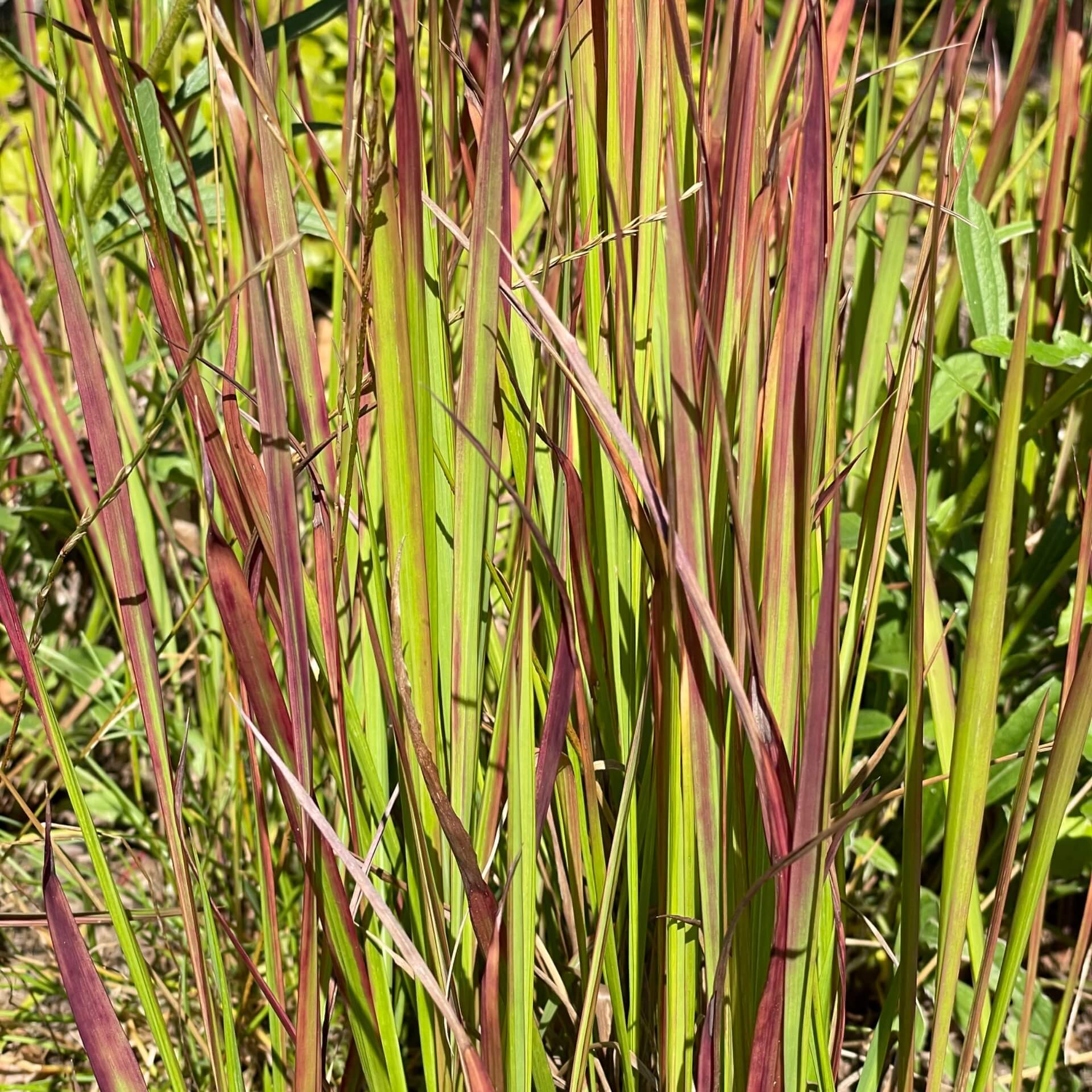 Japanisches Blutgras 'Red Baron' (Imperata cylindrica var. koenigii 'Red Baron')