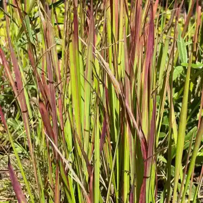 Foto von Japanisches Blutgras 'Red Baron' (Imperata cylindrica var. koenigii 'Red Baron')