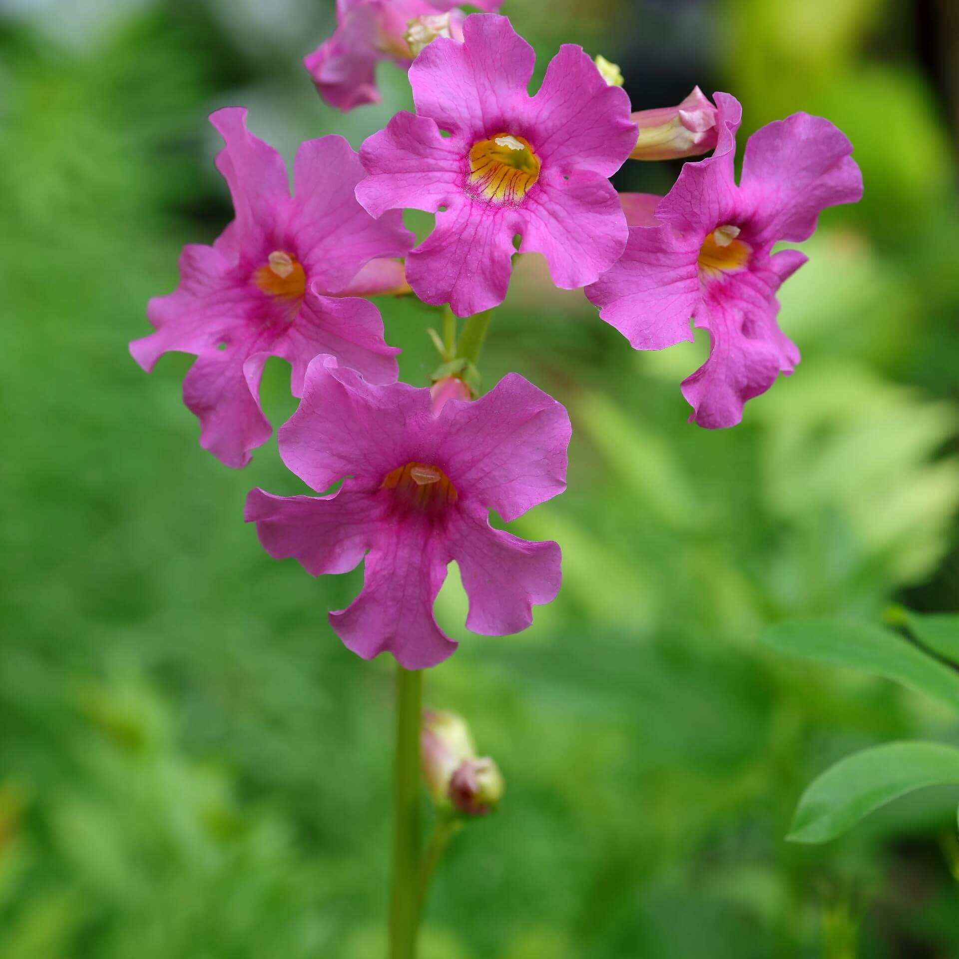 Freilandgloxinie (Incarvillea delavayi)
